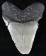 Bargain Megalodon Tooth - North Carolina #21708-2